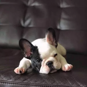 French Bulldog puppies,