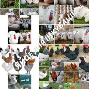 Iнкубацiйне Яйце