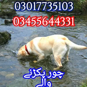 Army dog center sindh 03017735103