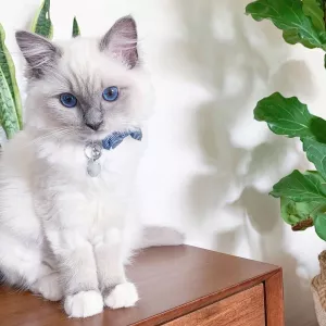 Hand-Raised Ragdoll Kittens