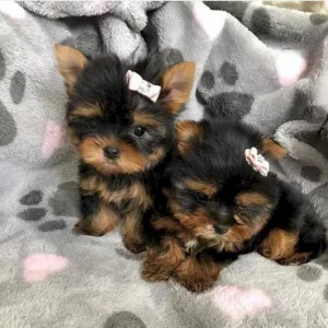 Loving Tea Cup Yorkie Puppies