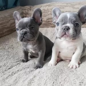 Male and Female Trained French Bulldog Puppies