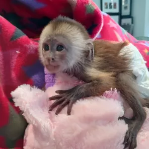 Capuchin Baby Monkeys Available