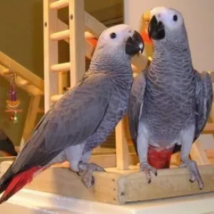 A Pair of Talking African Grey Parrots