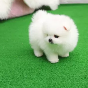 Beautiful mini t-cup Pomeranian puppies for sale.