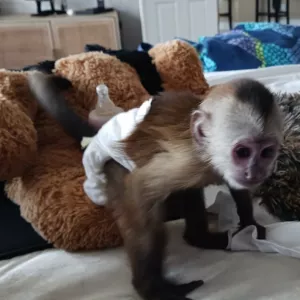 Baby Capuchin Monkeys For Adoption