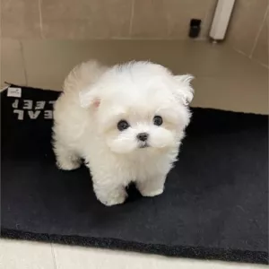 Two Teacup Maltese Puppies Needs a New Family