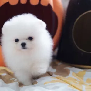 Beautiful Pomeranian puppies Available