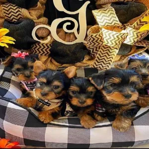 Super tiny teacup male Yorkie puppy
