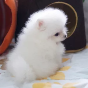 Beautiful Bear Face Micro Teacup Pom Available!