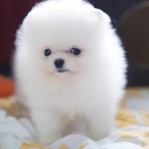 Breath Taking Pomeranian Puppy