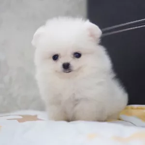 Affectionate Teacup Pomeranian Available