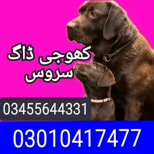 Khoji dog 03010417477