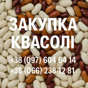 Купуємо квасолю для потреб підприємства