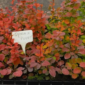 Вкорінені живці гортензій, барбарисів, хвойних та Р9