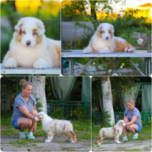 Щенки Австралийской овчарки/аусси от питомника ркф