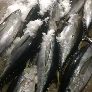 CamSeafoodWorldwide – Global Supplier of Seafood & Food Products