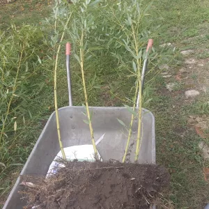 Бамбук саджанці морозостійкі