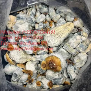 Buy XTC Pills Online,Buy Percs Online M30 online Signal: (+34 607218704)