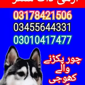 Army dog center sindh 03010417477