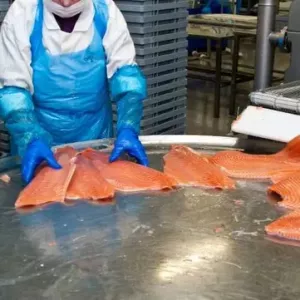 Шоковая заморозка,низькотемпературні камери для переробки риби