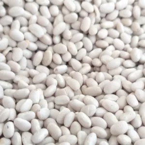 Квасоля на продаж. 20 видів сортової квасолі