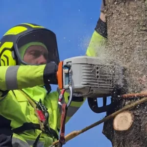 Спил деревьев в Краснодаре