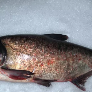 товстолоб 5+ товстолоб 10+ щуку судак плотву Куплю