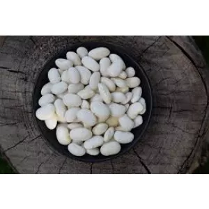 Закупівля квасолі на переробку, консервування