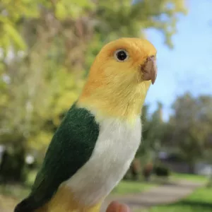 Попугай Каик іграшка валяна з шерсті войлочний папуга ручної роботи птица сувенір подарунок птица войлочная сухое валяние зелений попугай