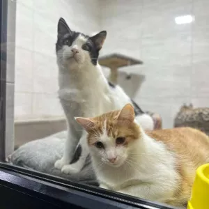 Ветклініка «SOS» - доступна допомога тваринам!