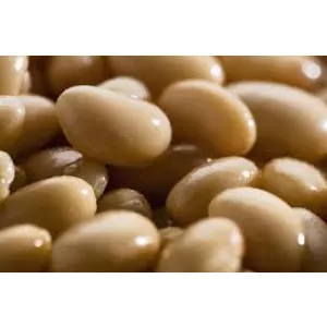 Закупівля квасолі для переробки та консервування