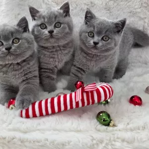Чудові британські короткошерсті кошенята