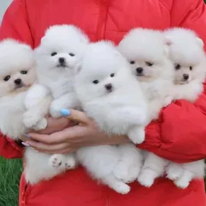 Цуценята померанського шпіца