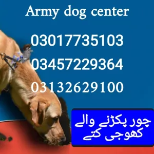 Army dog center 03017735103