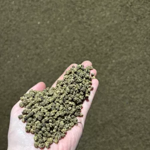 Продаж насіння кормового буряка Рекорд Полі (урожай 2025 року)