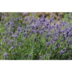 Куплю лікарські трави