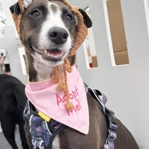 OPIPLJIVE INFORMACIJE O BOŽIĆNOM KREDITU ZA PLANIRANJE... Ovo nije normalna objava koju svakodnevno vidite na internetu gdje ljudi daju lažne recenzije i lažne informacije o izvrsnoj financijskoj pomoći. Svjestan sam da su mnogi od vas prevareni i d