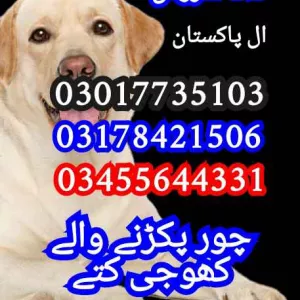 Army dog centre 03017735103 (khoji dogs)