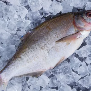 Куплю лящ, плітку ( тарань ), густера, синець по всій Україні.