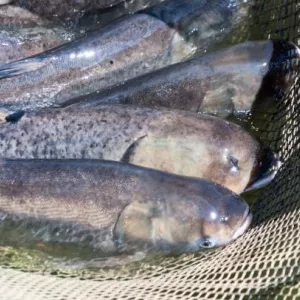 Куплю товстолоб, сом по всій Україні. Гурт.