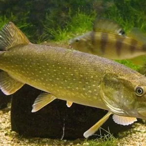 Куплю судак, щуку по всій Україні. Гурт.