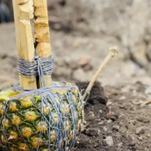 The Best Powerful SpirItual Herbalist Native Doctor IN Nigeria+2349159450040