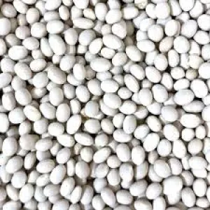 Продаж насіння квасолі. Посівний матеріал квасолі.