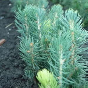 Сеянцы, саженцы хвойных растений из питомника