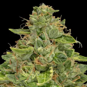 +33759417428 Buy Crystal Meth in Paris, France, Monaco, Lyon, CBD oil in Paris, France, Monaco