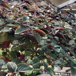 Растения для озеленения - купить в Москве из питомника!