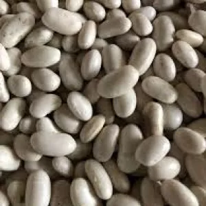 Куплю квасолю великий, мелкий опт.