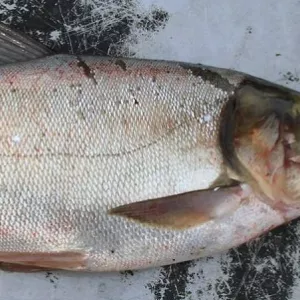 Куплю товстолоб по Україні.