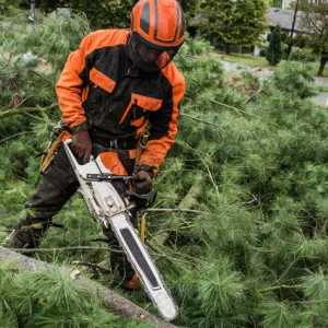 Спил дерева с естественным наклоном в Санкт-Петербурге и ЛО